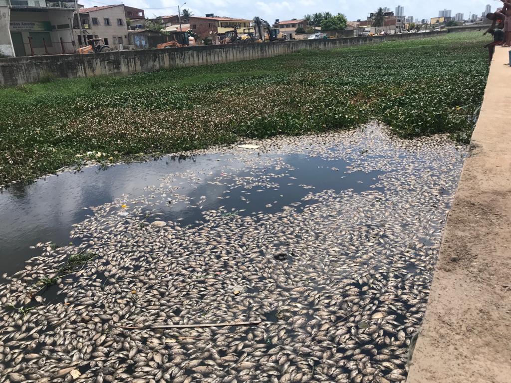 Os peixes mortos foram enterrados em um terreno onde são realizadas as obras do Canal do Fragoso, em Olinda/Foto: Arquivo/DP