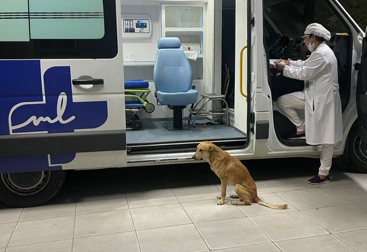 /Foto: Cão fica esperando ambulância para tentar encontrar dono em UPA /Foto: Cão fica esperando ambulância para tentar encontrar dono em UPA