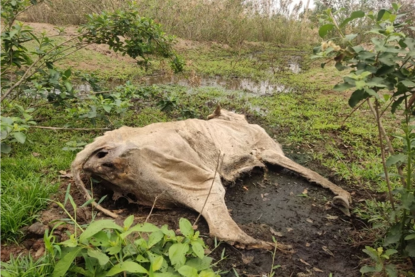 Gado morto no Mato Grosso/Crédito: RD News Gado morto no Mato Grosso/Crédito: RD News