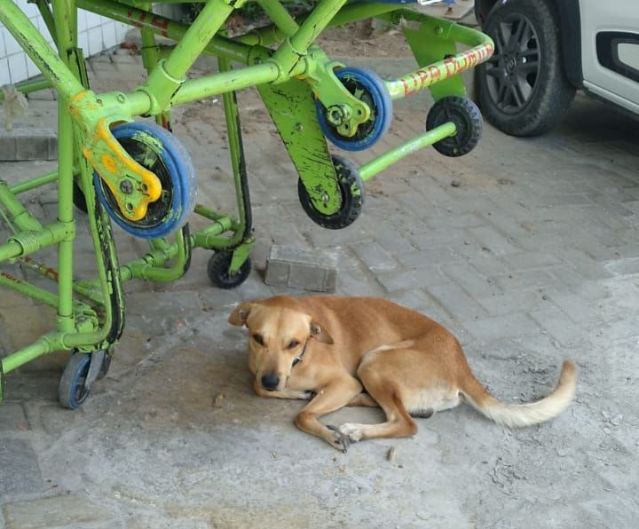 Cachorro estava há dias aguardando dono em frente da UPA de Olinda/Foto: Cortesia Cachorro estava há dias aguardando dono em frente da UPA de Olinda/Foto: Cortesia
