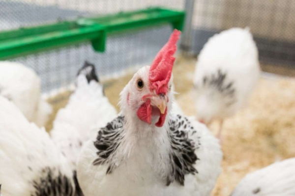 Quando uma ave é contamina da por H5N1, a notificação é compulsória/Crédito: The Pirbright Institute Quando uma ave é contamina da por H5N1, a notificação é compulsória/Crédito: The Pirbright Institute