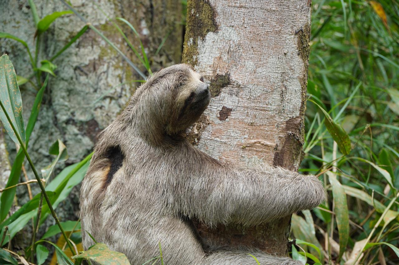 Preguiça voltou para a natureza/Foto: Divulgação Preguiça voltou para a natureza/Foto: Divulgação