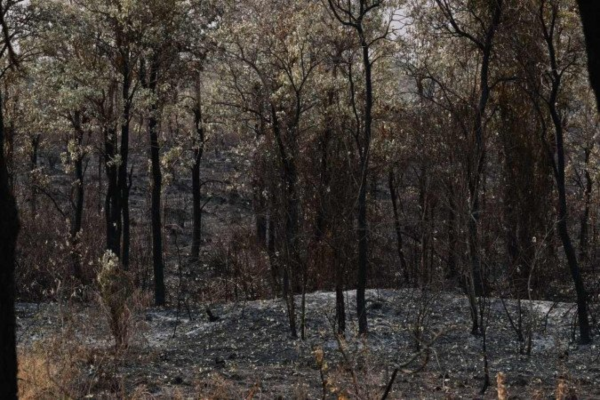 Incêndios florestais no Pantanal causam onda de destruição/Crédito: PABLO PORCIUNCULA / AFP Incêndios florestais no Pantanal causam onda de destruição/Crédito: PABLO PORCIUNCULA / AFP
