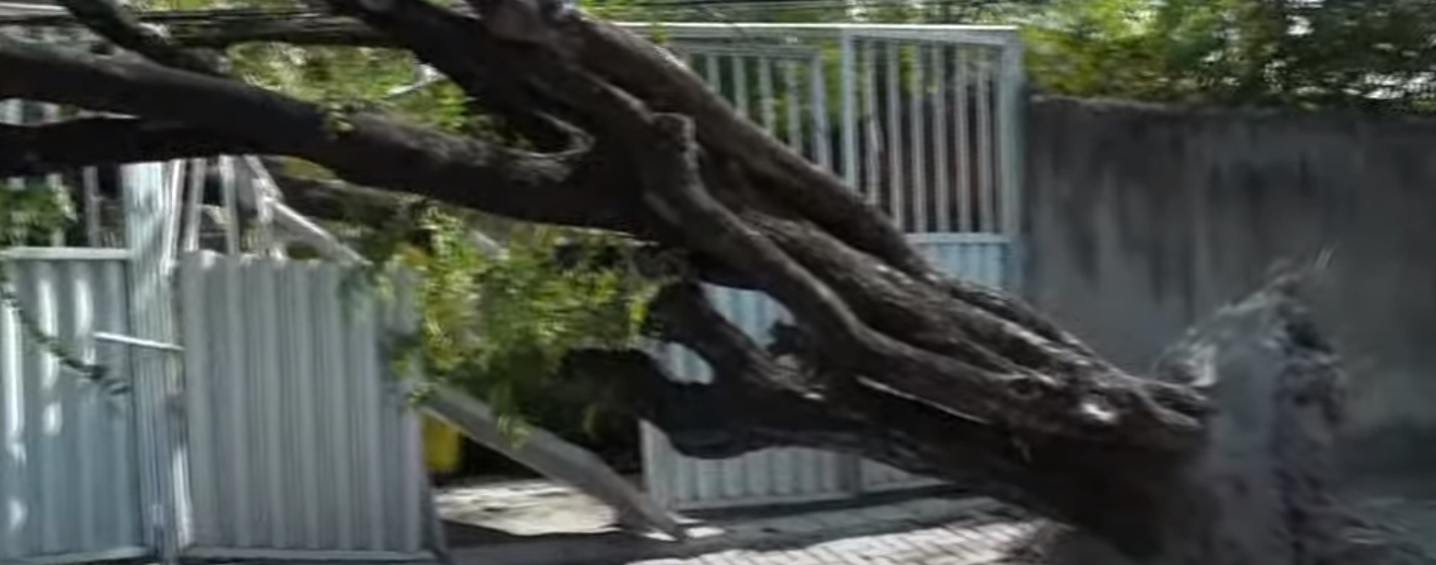 Árvore foi atingida por caminhão e bateu em portão de prédio/Foto: Reprodução/TV Guaararapes Árvore foi atingida por caminhão e bateu em portão de prédio/Foto: Reprodução/TV Guaararapes