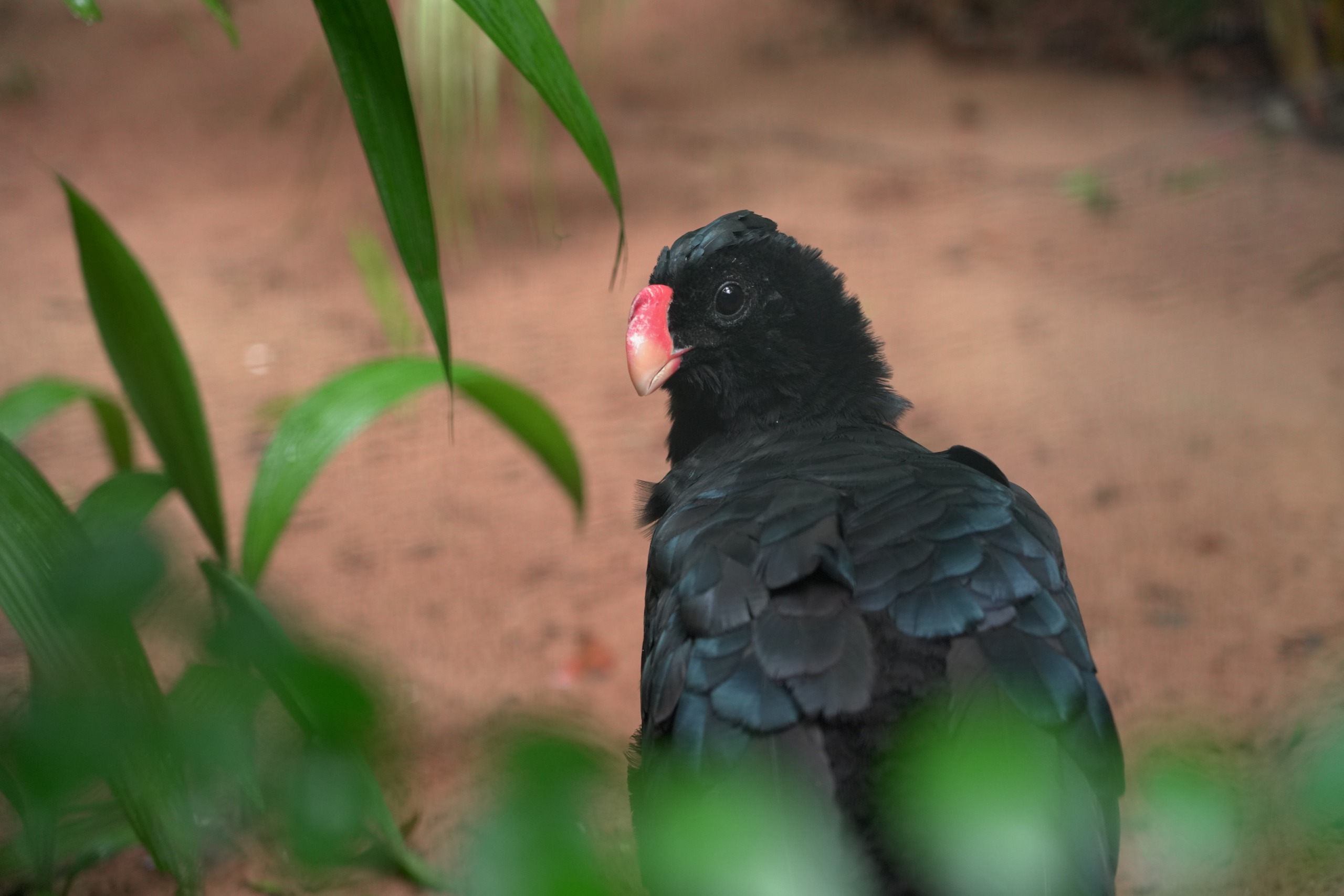 Ave da espécie mutum-de-alagoas (Pauxi mitu)/Foto: Parque das Aves/ Divulgação Ave da espécie mutum-de-alagoas (Pauxi mitu)/Foto: Parque das Aves/ Divulgação