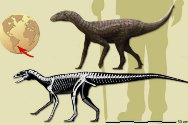 Fóssil foi chamado de Gondwanax paraisensis