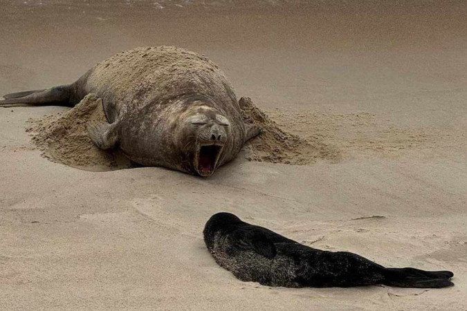 A equipe do Projeto de Monitoramento de Praias da Bacia de Santos (PMP-BS) está acompanhando de perto a mãe e seu filhote, assegurando a proteção e o bem-estar dos animais
A equipe do Projeto de Monitoramento de Praias da Bacia de Santos (PMP-BS) está acompanhando de perto a mãe e seu filhote, assegurando a proteção e o bem-estar dos animais/foto: Reprodução/Instagram A equipe do Projeto de Monitoramento de Praias da Bacia de Santos (PMP-BS) está acompanhando de perto a mãe e seu filhote, assegurando a proteção e o bem-estar dos animais
A equipe do Projeto de Monitoramento de Praias da Bacia de Santos (PMP-BS) está acompanhando de perto a mãe e seu filhote, assegurando a proteção e o bem-estar dos animais/foto: Reprodução/Instagram