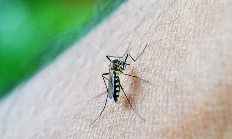 Até o dia 12 de outubro, 11.307 casos de dengue foram confirmados em Pernambuco, sendo que 189 são considerados graves/Foto: Neuzeee/Pixabay
