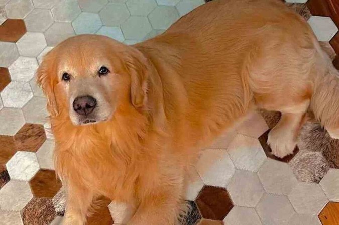 O golden retriever tinha cinco anos/foto: Reprodução/JR Fantazzini O golden retriever tinha cinco anos/foto: Reprodução/JR Fantazzini