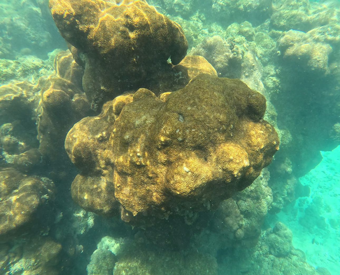 Recife de coral da espécie Palythoa, no mar de Porto de Galinhas, em Ipojuca, no Litoral Sul de Pernambuco/Foto: Thatiany Lucena/DP via GoPro Brasil