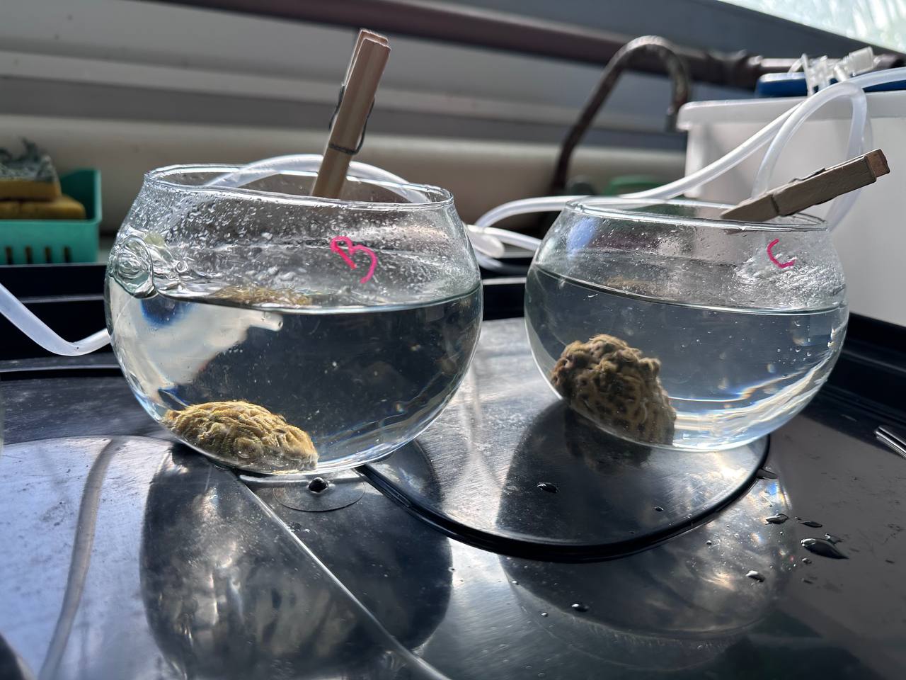Parte do processo de reprodução in vitro dos corais, quando os óvulos são coletados