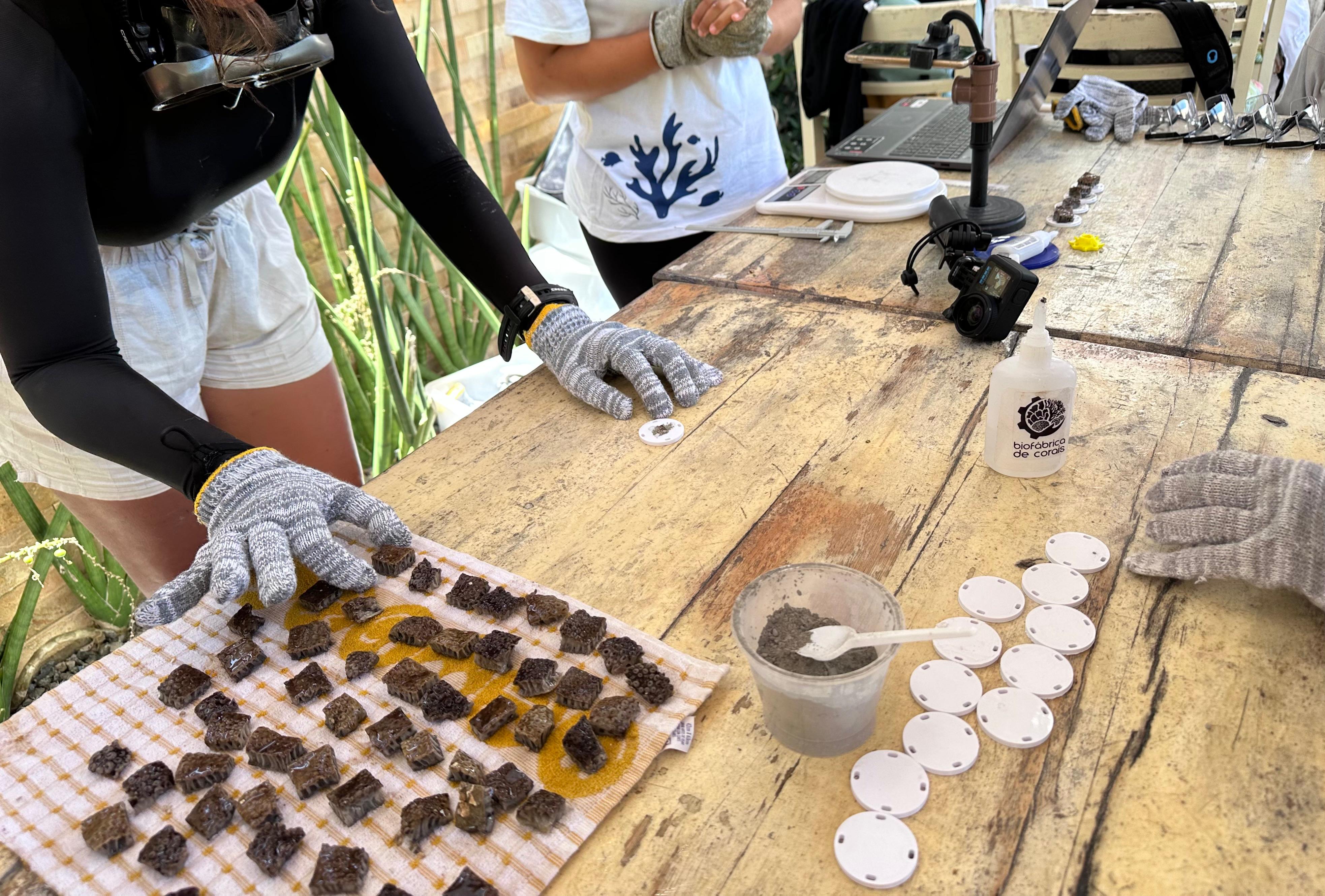 Processo de restauração de corais da espécie Baba de boi (Palythoa caribaeorum), na Biofábrica de Corais, em Porto de Galinhas 