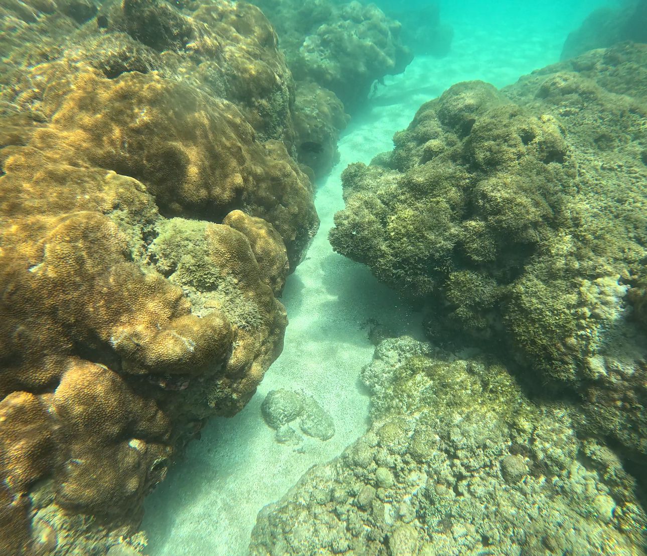 Quando a temperatura do mar sobe, as zooxantelas (pequenas algas), que também são responsáveis pelas cores dos corais, abandonam os animais. Com isso, eles se tornam esbranquiçados