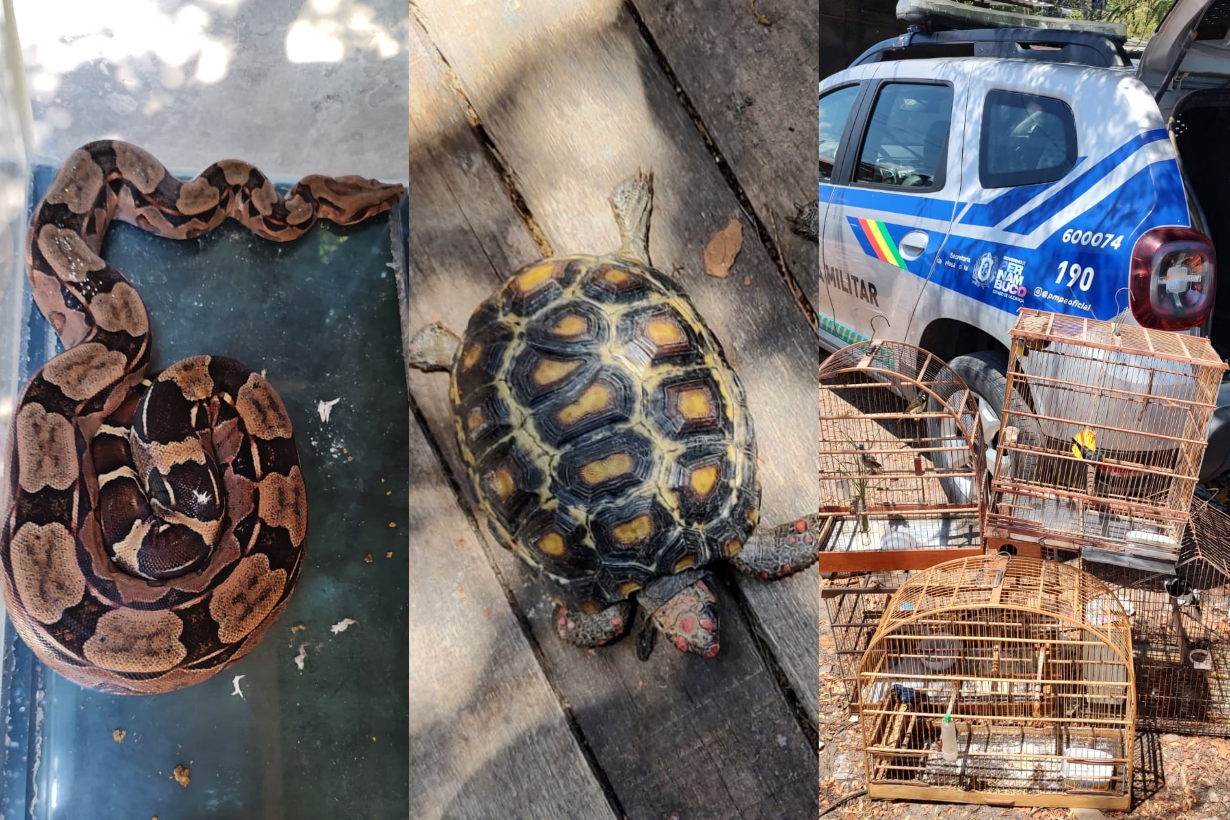 Entre os bichos estavam uma jiboia, dois jabutis e nove p&aacute;ssaros, sendo eles um galo de campina, dois salta caminho, um azul&atilde;o, um tiziu, um sibito, um papa capim, um can&aacute;rio da terra e um can&ccedil;&atilde;o/Foto: Reprodu&ccedil;&atilde;o/PM