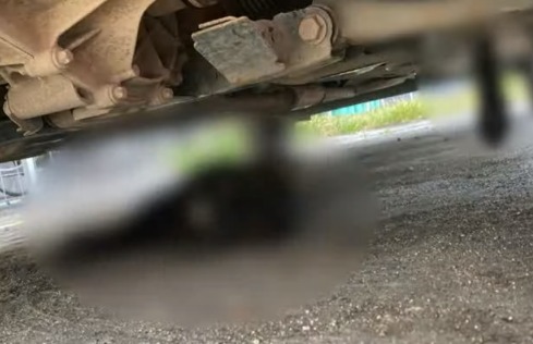 Um dos gatos foi encontrado morto embaixo de um carro/Reprodução Um dos gatos foi encontrado morto embaixo de um carro/Reprodução