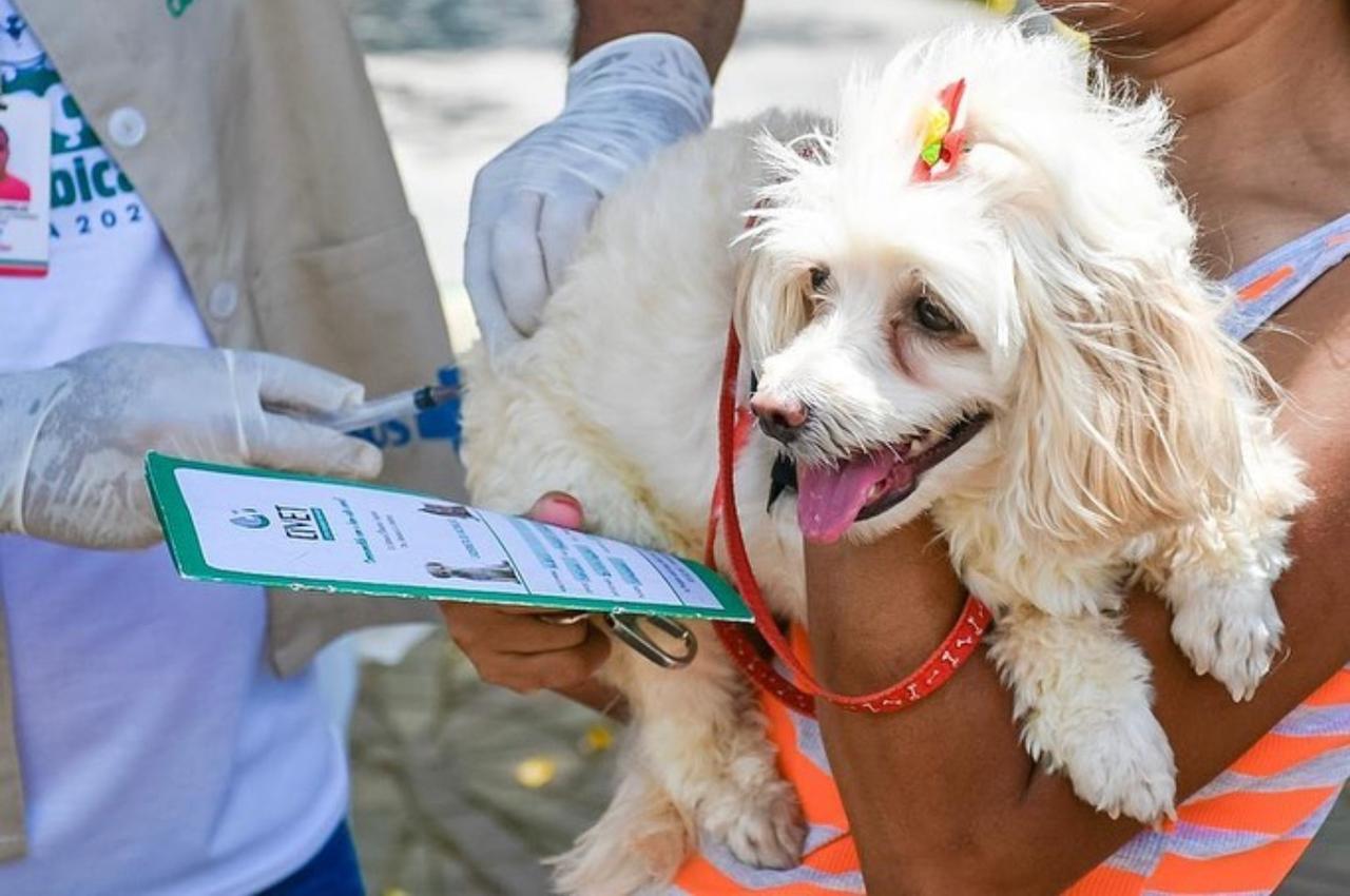 No caso do Nordeste, apesar da situação pior comparada à média do país, o quadro ainda é menos crítico que nos estados do Norte, onde o percentual de tutores desatentos à imunização de seus pets chega a 92%/Foto: Divulgação No caso do Nordeste, apesar da situação pior comparada à média do país, o quadro ainda é menos crítico que nos estados do Norte, onde o percentual de tutores desatentos à imunização de seus pets chega a 92%/Foto: Divulgação