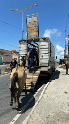 Cavalos são retirados das ruas/Foto: Prefeitura de Paulista Cavalos são retirados das ruas/Foto: Prefeitura de Paulista