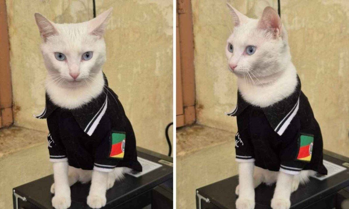Thai ganhou uma farda personalizada da Polícia Civil/foto: Reprodução / Polícia Civil do RS Thai ganhou uma farda personalizada da Polícia Civil/foto: Reprodução / Polícia Civil do RS