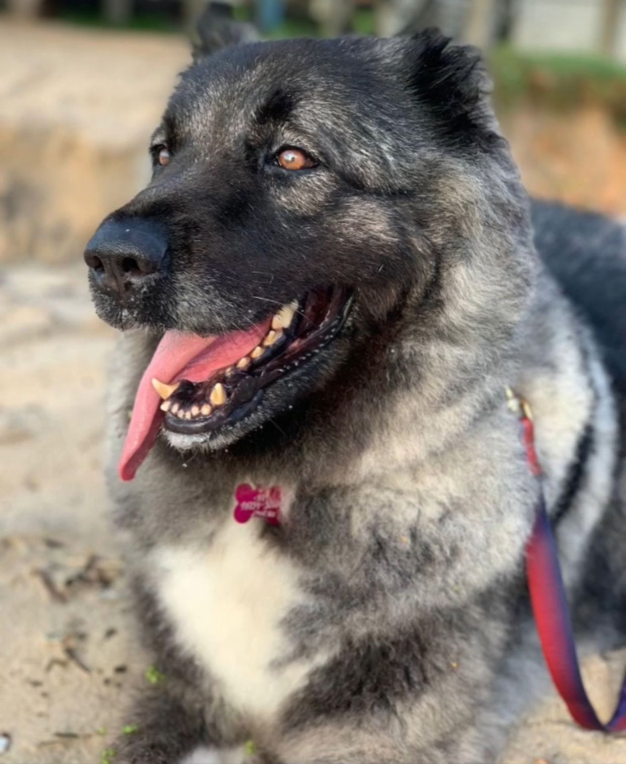 Cadela Jasmine