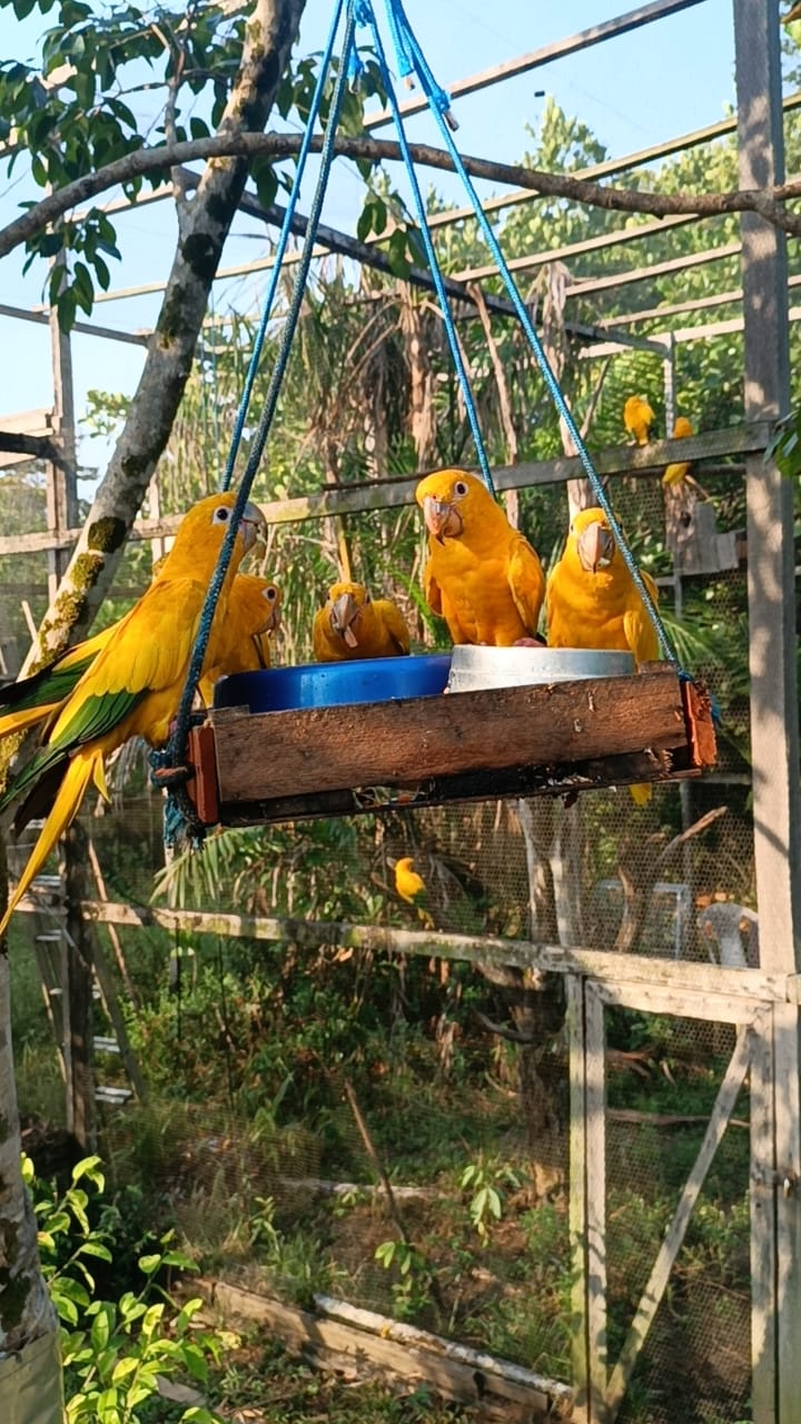 Aves foram levadas para a Amazônia