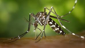 Aedes aegypti transmite arboviroses/Foto: Arquivo