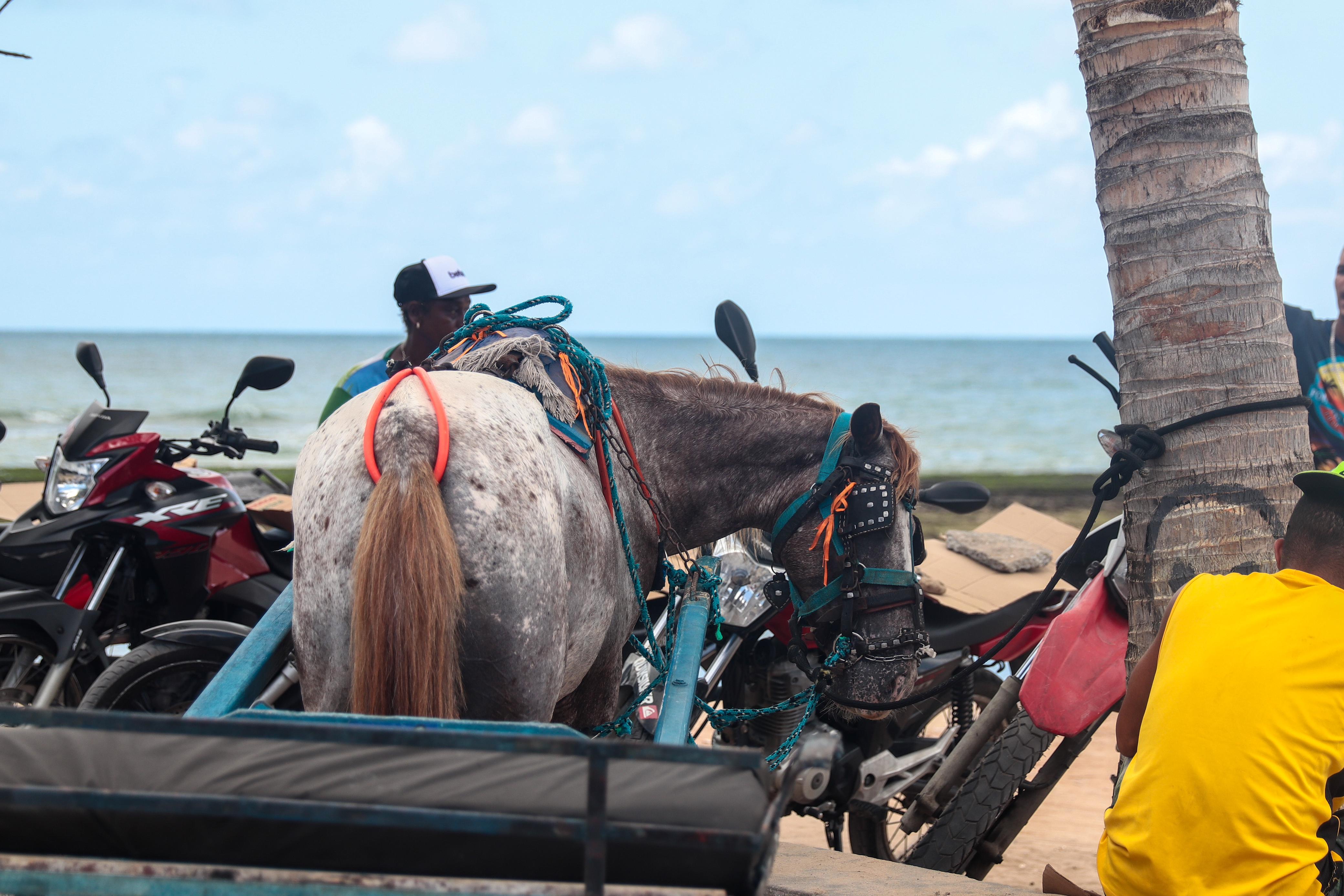 Cavalo e motocicletas na faixa de areia/Foto: Ruan Pablo Cavalo e motocicletas na faixa de areia/Foto: Ruan Pablo