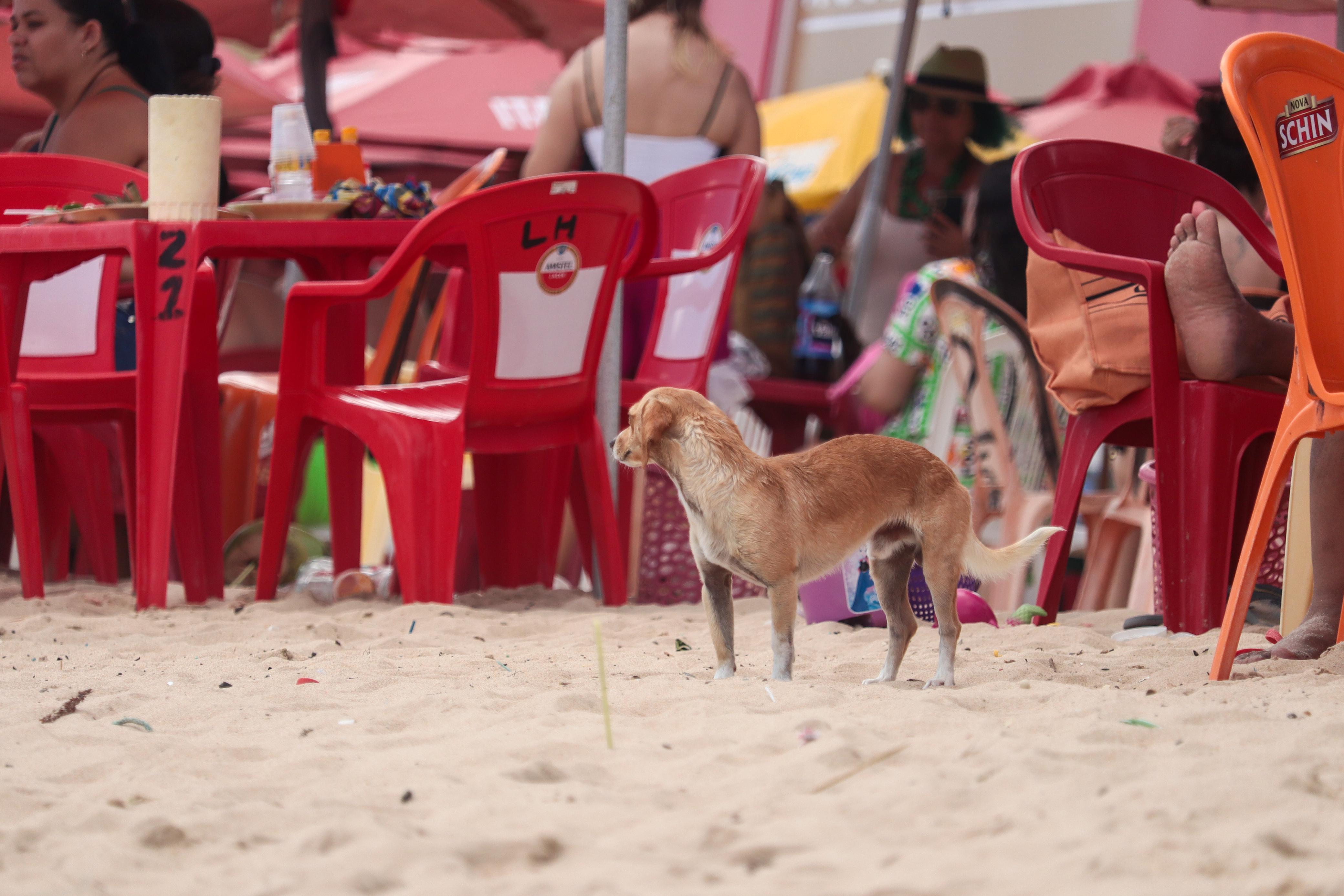 Cachorrinho sem tutor na faixa de areia