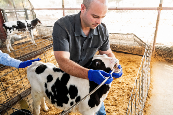 O pesquisador de pós-doutorado Paulo de Meo Filho demonstra como coleta amostras de fluidos estomacais de vacas enquanto estuda maneiras de reduzir o metano/Crédito: NOAH BERGER / AFP O pesquisador de pós-doutorado Paulo de Meo Filho demonstra como coleta amostras de fluidos estomacais de vacas enquanto estuda maneiras de reduzir o metano/Crédito: NOAH BERGER / AFP