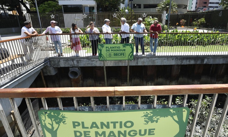 O projeto Viva o Mangue, lan&ccedil;ado em junho de 2024, prev&ecirc; o plantio de 150 mil mudas nesse ecossistema/Foto: H&eacute;lia Scheppa