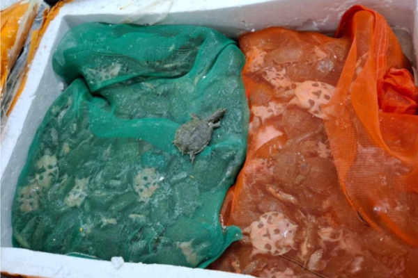 Tartaruguinhas de casco mole chinesas encontradas escondidas em mala de viagem/Crédito: Divulgação/Ministério da Agricultura e Pecuária