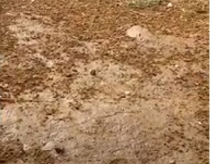 /Reprodução TV Guararapes