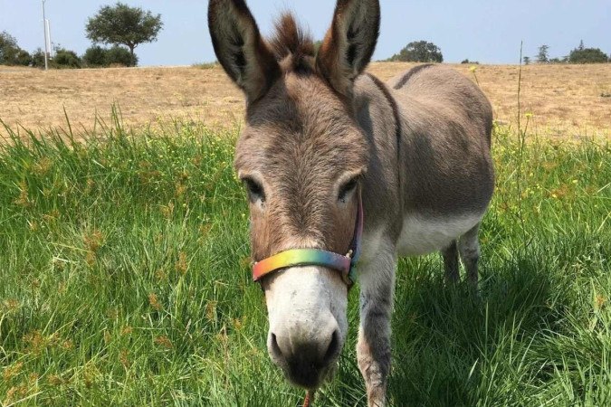 Perry, burro que serviu de modelo para personagem do filme Shrek/foto: Divulgação/Barron Park Donkeys