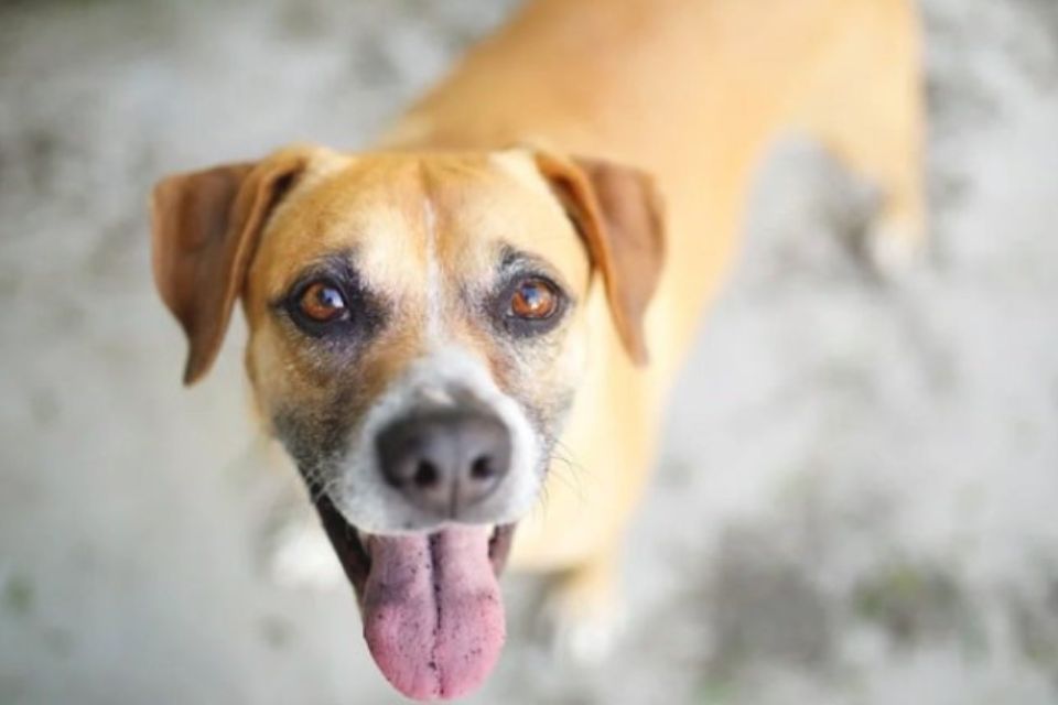 O estudo, além de servir para orientar tutores e veterinários, abre discussões sobre a saúde dos cães e a identificação dos sinais de envelhecimento e a necessidade de tratamentos especializados/foto: Reprodução O estudo, além de servir para orientar tutores e veterinários, abre discussões sobre a saúde dos cães e a identificação dos sinais de envelhecimento e a necessidade de tratamentos especializados/foto: Reprodução