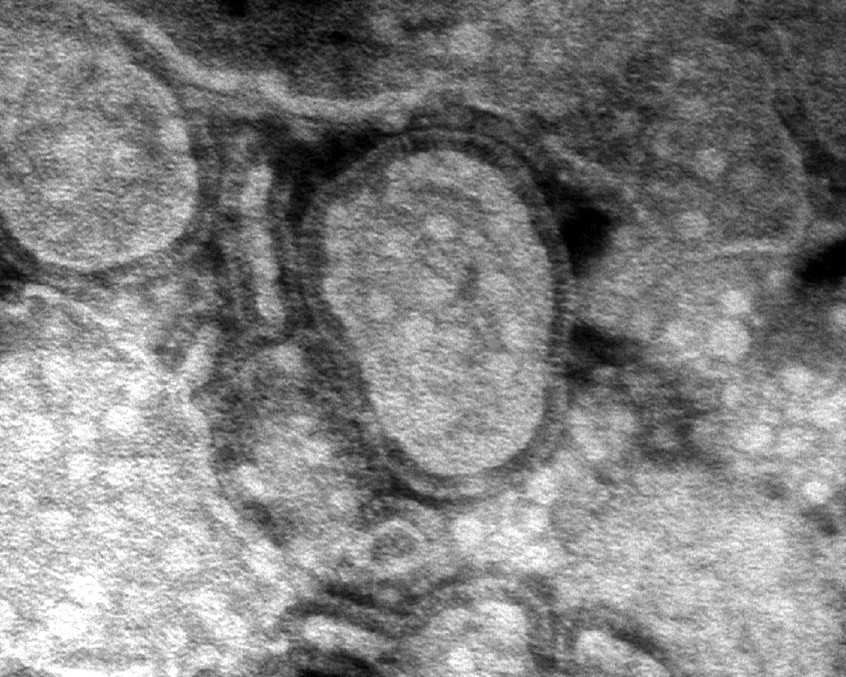 /Reprodução/ASM Journals /Reprodução/ASM Journals