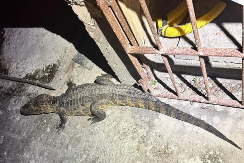 Os animais foram levados para a sede da Cipoma. O jacaré deve ser transferido para o Cetras Tangará, onde receberá cuidados necessários/Foto: Divulgação/PMPE Os animais foram levados para a sede da Cipoma. O jacaré deve ser transferido para o Cetras Tangará, onde receberá cuidados necessários/Foto: Divulgação/PMPE