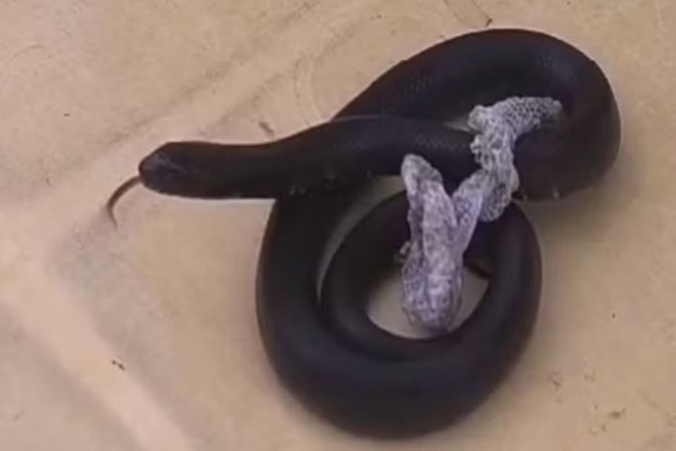 Cada serpente é avaliada em R$ 7 mil/foto: Receita Federal/ Divulgação Cada serpente é avaliada em R$ 7 mil/foto: Receita Federal/ Divulgação