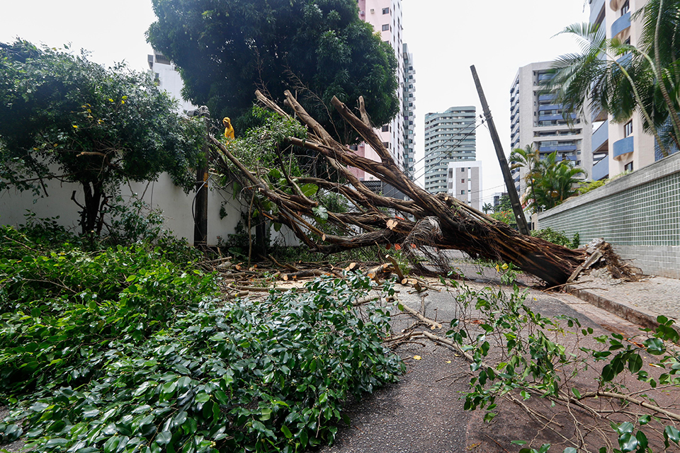 Árvore arriou e causou muitos transtornos no bairro das Graças/Marina Torres Árvore arriou e causou muitos transtornos no bairro das Graças/Marina Torres
