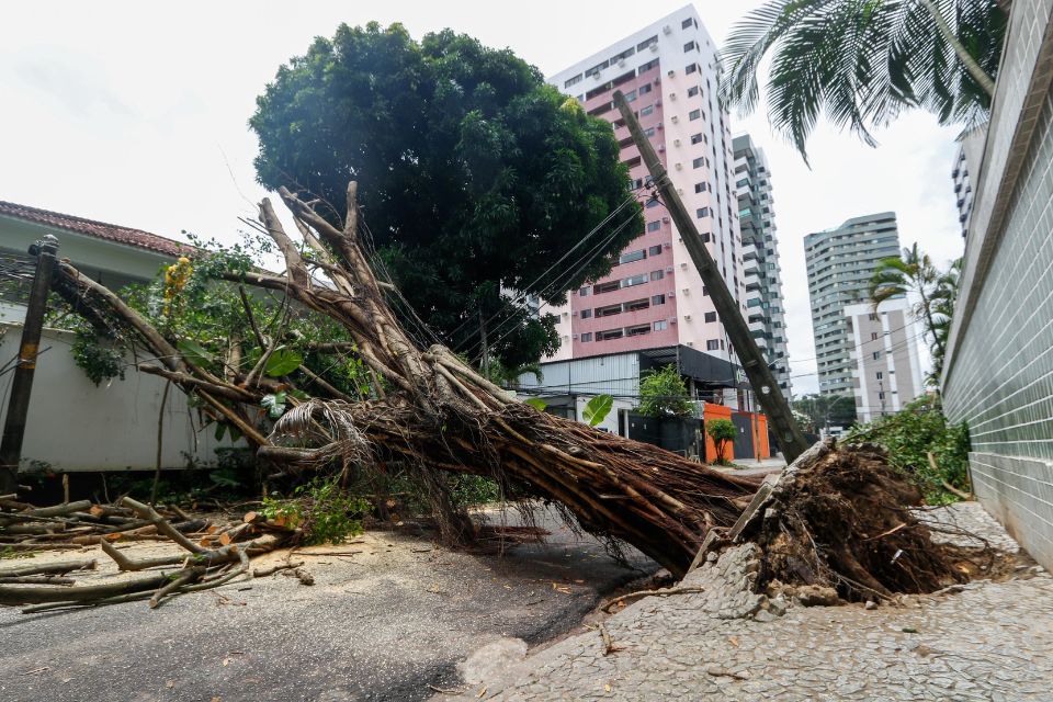 As chuvas causaram a queda de uma árvore no bairro das Graças, na Zona Oeste do Recife/Foto: Marina Torres/ DP As chuvas causaram a queda de uma árvore no bairro das Graças, na Zona Oeste do Recife/Foto: Marina Torres/ DP