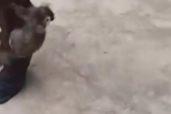 Sagui atacou idoso/Foto: Reprodu&ccedil;&atilde;o/ TV Cambuc&aacute;