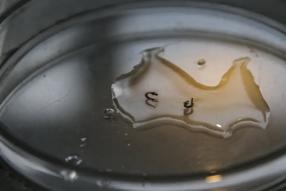 /Marcelo Camargo/Ag&ecirc;ncia Brasil