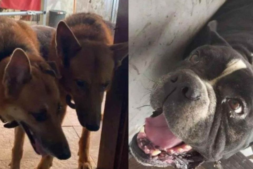 Kira, Thor e Bruce morreram durante viagem de seis mil km/foto: Arquivo Pessoal/Reprodução Kira, Thor e Bruce morreram durante viagem de seis mil km/foto: Arquivo Pessoal/Reprodução