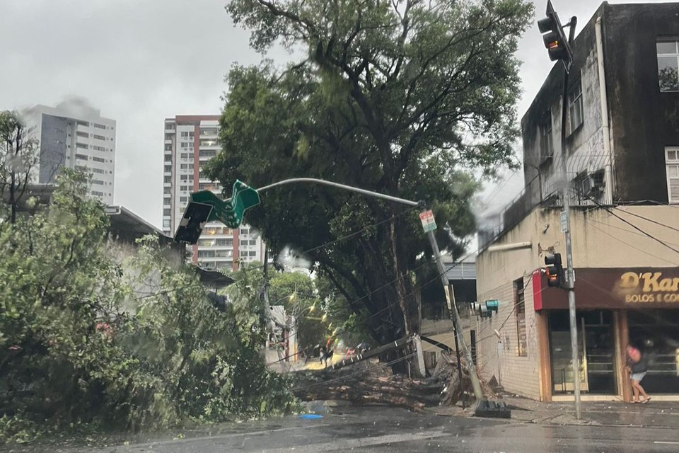 Árvore caiu no Recife/Foto: Redes sociais Árvore caiu no Recife/Foto: Redes sociais