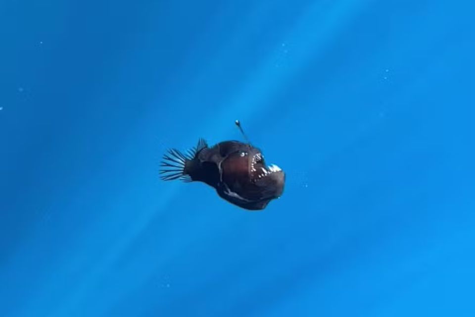O peixe "diabo negro" vive no fundo do mar entre 200 e 2.000 m de profundidade/Foto: Reprodução/Instagram/condrik_tenerife O peixe "diabo negro" vive no fundo do mar entre 200 e 2.000 m de profundidade/Foto: Reprodução/Instagram/condrik_tenerife