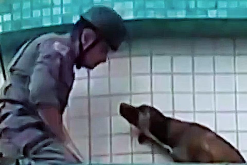 Após serem chamados por um morador, bombeiros salvaram o cão/foto: Corpo de Bombeiros/Reprodução