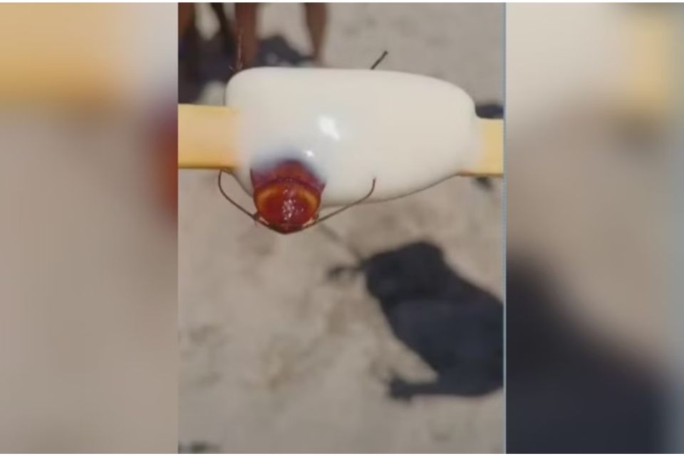 A barata estava inteira dentro do picolé e a cliente já tinha chupado parte do produto/Crédito: Reprodução / Redes Sociais A barata estava inteira dentro do picolé e a cliente já tinha chupado parte do produto/Crédito: Reprodução / Redes Sociais