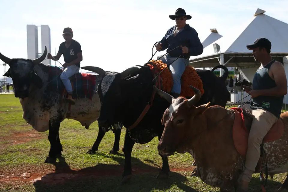 A vaquejada consiste em uma disputa na qual os vaqueiros tentam derrubar o boi, puxando o animal pelo rabo/foto: José Cruz/Agência Brasil A vaquejada consiste em uma disputa na qual os vaqueiros tentam derrubar o boi, puxando o animal pelo rabo/foto: José Cruz/Agência Brasil