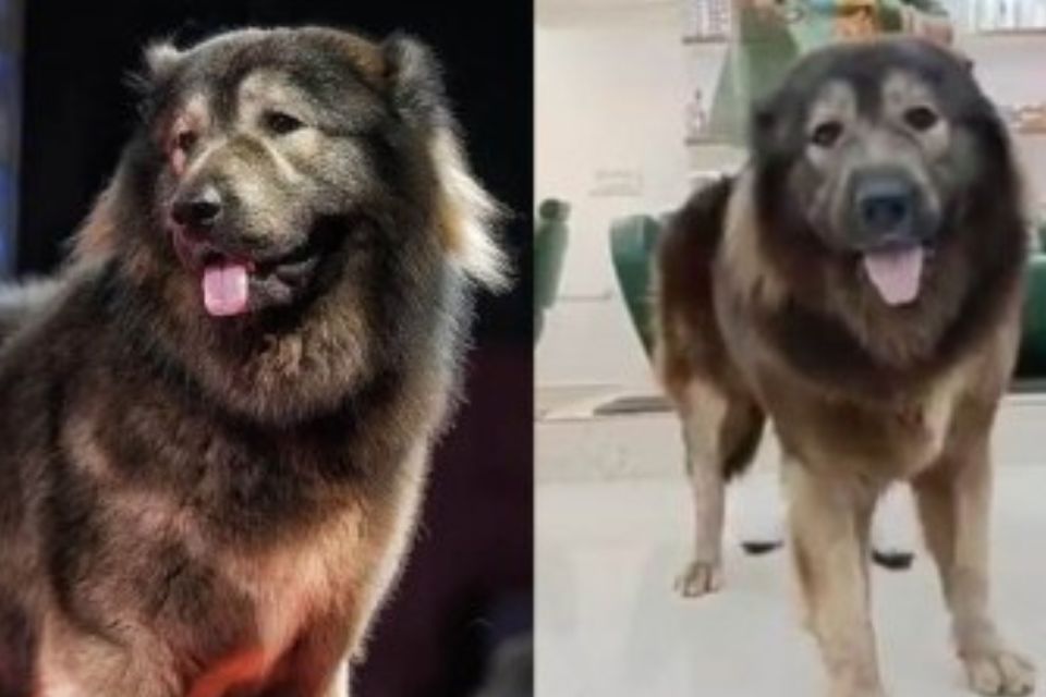 De nome Cadabomb Okami, o cão nasceu nos Estados Unidos e foi vendido por meio de um corretor na Índia em fevereiro/foto: Youtube/Reprodução De nome Cadabomb Okami, o cão nasceu nos Estados Unidos e foi vendido por meio de um corretor na Índia em fevereiro/foto: Youtube/Reprodução