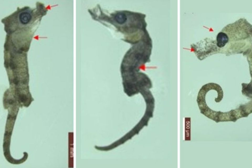 Animais podem ter sido vítimas do derramamento de óleo/Foto: Divulgação/Instituto Hippocampus Animais podem ter sido vítimas do derramamento de óleo/Foto: Divulgação/Instituto Hippocampus