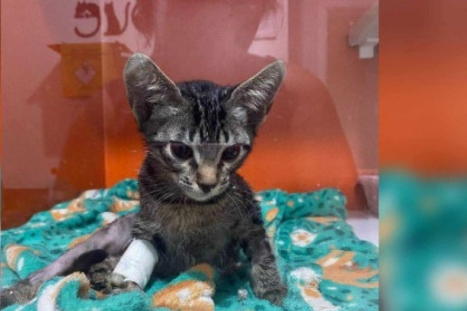 Pelo menos 15 animais foram adotados e desapareceram/foto: Divulgação/DRCA