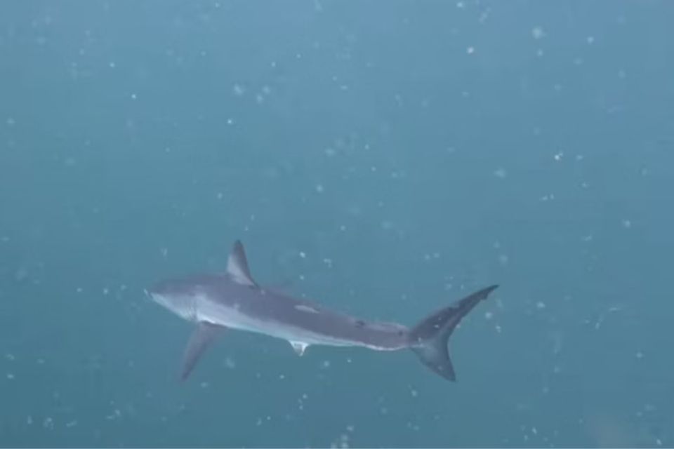 A espécie está ameaçada de extinção/foto: Reprodução/Instagram A espécie está ameaçada de extinção/foto: Reprodução/Instagram